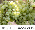 bunch of green grapes. Fresh Fruit Bunch Green Grapes on Shelf in Fresh Fruit market 102285919
