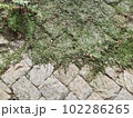 緑に覆われた規則的な石垣 102286265