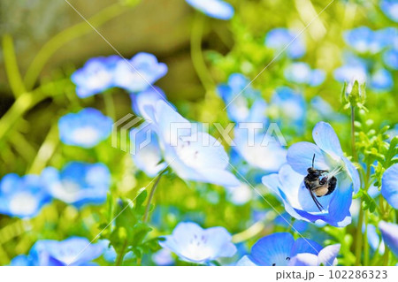 群生するブルーのかわいいネモフィラの花で逆さにぶら下がって蜜を集める黒い働き蜂 102286323