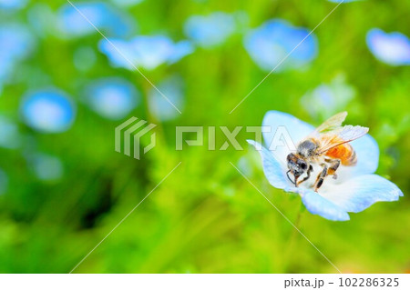 ブルーのネモフィラの花に止まる黄色いミツバチ 102286325