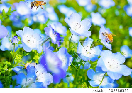 ミツバチの飛び交う中群生する青いネモフィラの花 102286333