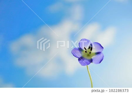 青空を背景に日光に花びらが透ける青色の綺麗な一輪のネモフィラの花、春イメージ 102286373