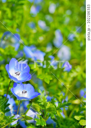 花畑の中で寄り添って咲く二輪の青い可愛いネモフィラの花のアップ 花畑の中で寄り添って咲く二輪の青い可愛いネモフィラの花のアップ 102286383