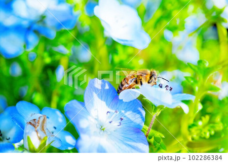 ブルーの花畑の中でネモフィラの花に止まる黄色いみつばち ブルーの花畑の中でネモフィラの花に止まる黄色いみつばち 102286384