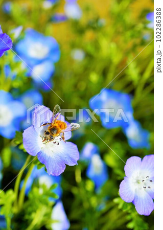 青いネモフィラの花畑で花の中心に乗る可愛い黄色い蜜蜂を正面から見た接写、縦 102286388