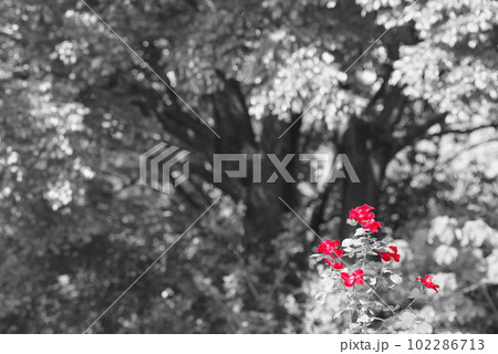 森の中のバラ 102286713