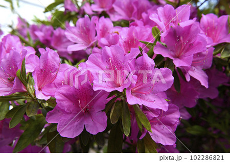ツツジの花 ツツジの花 102286821