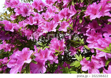 ツツジの花 102286822