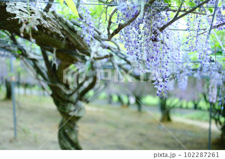爽やかな香りを放つ千財農園の満開の藤棚　大分県宇佐市 102287261