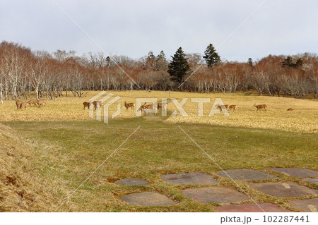 愛冠岬から眺めるエゾ鹿の群れ 102287441