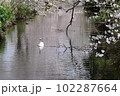桜色水面をゆったり散歩するコブハクチョウ 102287664
