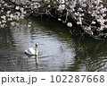 桜の咲く春の小川をゆったり散歩するコブハクチョウ 102287668