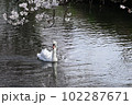 桜の咲く春の小川をゆったり散歩するコブハクチョウ 102287671