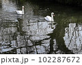 春の小川をゆったり散歩する2羽のコブハクチョウ 102287672