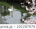 桜の咲く春の小川をゆったり散歩するコブハクチョウ 102287676