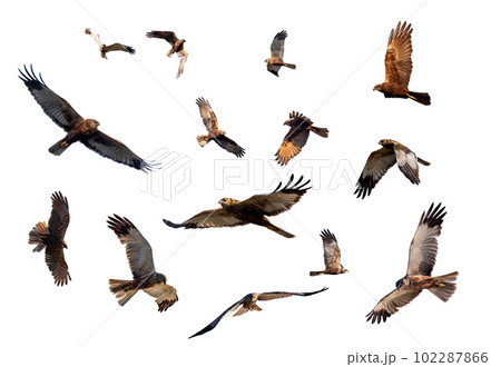Marsh Harrier, Birds of prey, Europe Wildlife isolated on white Marsh Harrier, Birds of prey, Europe Wildlife isolated on white 102287866
