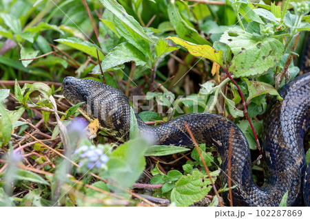Malagasy Tree Boa, Sanzinia Madagascariensis, Ranomafana National Park, Madagascar 102287869