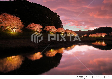 静岡県賀茂郡南伊豆町下賀茂　みなみの桜と菜の花まつり　青野川沿いの早咲き河津桜並木のライトアップ 102288102