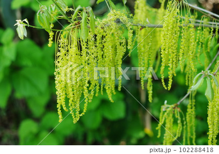 コナラの花 102288418