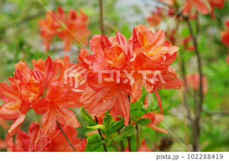 レンゲツツジの花 レンゲツツジの花 102288419