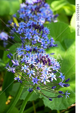 オオツルボ(シラー・ペルビアナ) オオツルボ(シラー・ペルビアナ) 102288824