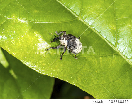 オジロアシナガゾウムシ 102288855