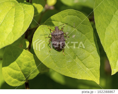 クサギの葉にとまっているクサギカメムシ 102288867
