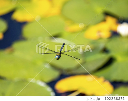 池の上を飛んでいるオスのクロスジギンヤンマ 102288871