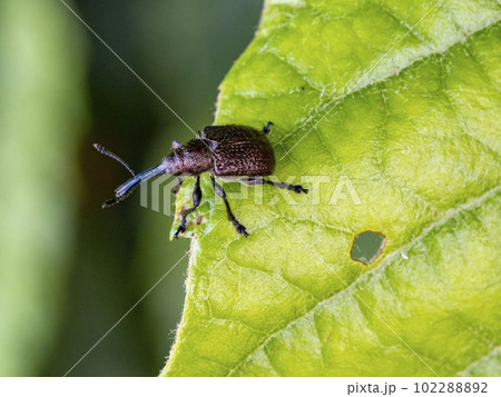 ビワの葉に飛んできたモモチョッキリ ビワの葉に飛んできたモモチョッキリ 102288892