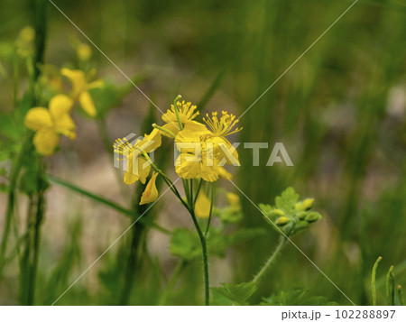 クサノオウの黄色い花 102288897