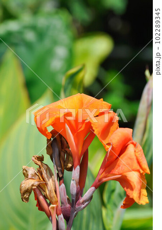 Indian shot, India short plant or India shoot or Butsarana or Cannas or Canna lily or Canna indica L or CANNACEAE plant or orange flower Indian shot, India short plant or India shoot or Butsarana or Cannas or Canna lily or Canna indica L or CANNACEAE plant or orange flower 102289345