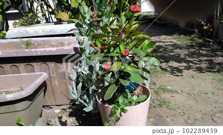 赤い花が綺麗な多肉植物花キリン 赤い花が綺麗な多肉植物花キリン 102289439