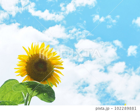 ヒマワリ畑に咲くヒマワリの花 ヒマワリ畑に咲くヒマワリの花 102289881