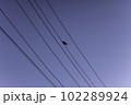 a lonely bird sits on the falls 102289924