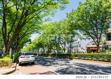 東京 新緑の表参道 東京 新緑の表参道 102290210