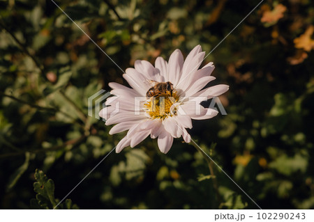 Close-up view of honey bee on daisy flower in garden. Insect collecting pollen Close-up view of honey bee on daisy flower in garden. Insect collecting pollen 102290243