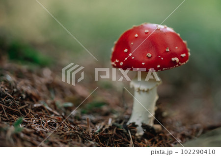 Single toxic and hallucinogen fly agaric with bright red cap stands in forest. Single toxic and hallucinogen fly agaric with bright red cap stands in forest. 102290410