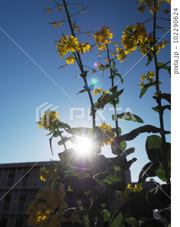 菜の花 菜の花 102290624