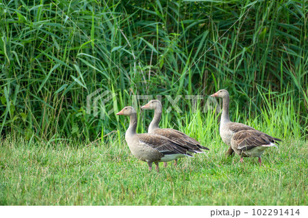 Four gray goose walking in the meadow Four gray goose walking in the meadow 102291414