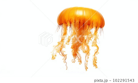 クラゲ　白背景 102291543