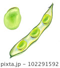 そら豆の実と断面 102291592