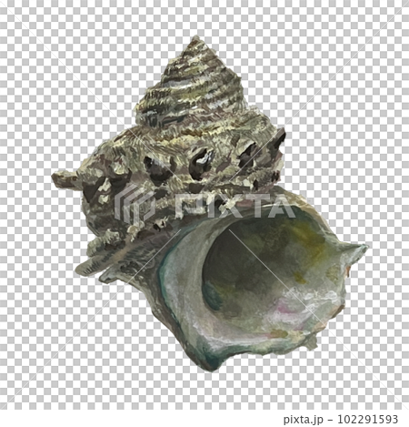realistic turban shell realistic turban shell 102291593