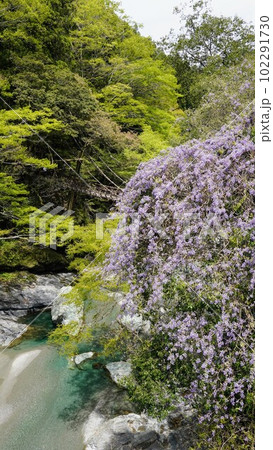 祖谷のかずら橋と山藤【徳島県三好市西祖谷】 祖谷のかずら橋と山藤【徳島県三好市西祖谷】 102291730