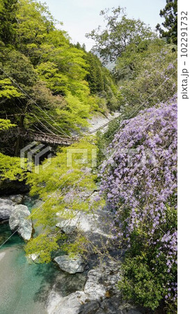 祖谷のかずら橋と山藤【徳島県三好市西祖谷】3 102291732
