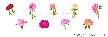 Colorful Peony Flower Buds on Green Stems with Showy Petals Vector Set 102292081