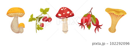 Forest Botany Element with Mushroom, Wild Strawberry and Hawthorn Vector Set 102292096