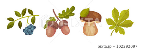 Forest Botany Element with Berry Twig, Acorn and Mushroom Vector Set Forest Botany Element with Berry Twig, Acorn and Mushroom Vector Set 102292097