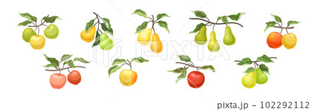 Ripe Apple and Pear Fruit Branch with Green Leaf on Stem Vector Set Ripe Apple and Pear Fruit Branch with Green Leaf on Stem Vector Set 102292112