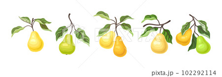 Ripe Pear Fruit Branch with Green Leaf on Stem Vector Set 102292114