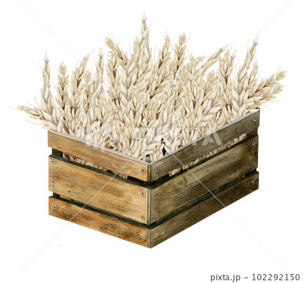 Watercolor wooden basket full of wheat illustration. Ripe golden wheat in brown crate or box. Shavuot harvest 102292150